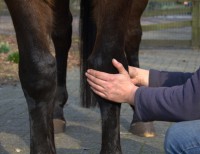 /album/portfolio-osteopatie/img-9269-1-jpg/